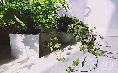 首页